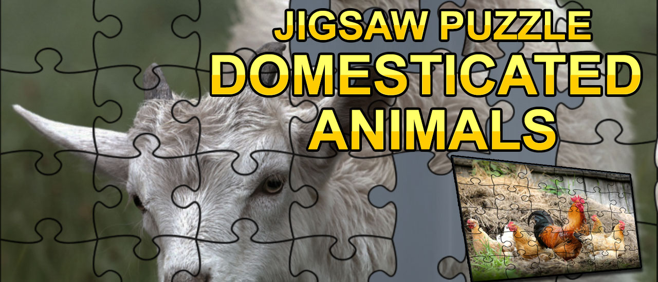 Jigsaw Puzzle Domesticated Animals